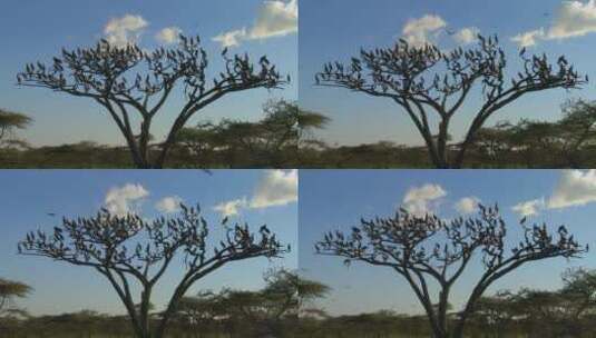 树上飞翔的鸟群高清在线视频素材下载