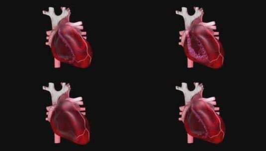 心脏 结构 医学 心跳 心 三维高清在线视频素材下载