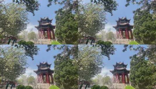 济南大明湖春天的景色，花朵绽放高清在线视频素材下载
