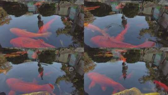 水池里的金鱼4K实拍镜头高清在线视频素材下载