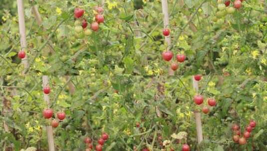 树苗上成熟的小番茄高清在线视频素材下载
