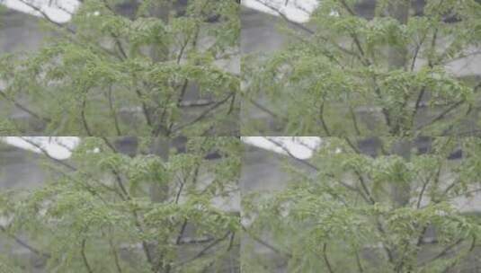 4K 水杉 枝叶 春天风雨中04 松下V-LOG高清在线视频素材下载