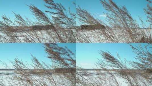 雪中枯草飘摇高清在线视频素材下载