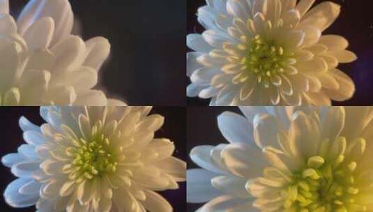 【镜头合集】鲜花摄影白色菊花高清在线视频素材下载