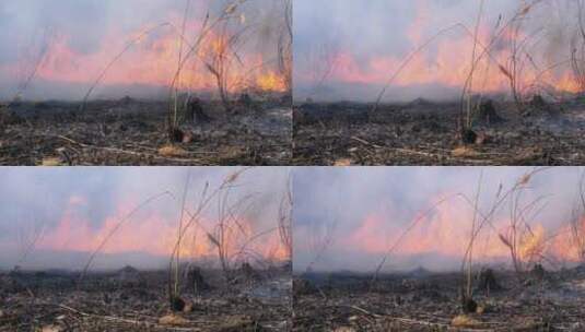 烈火吞噬了森林高清在线视频素材下载