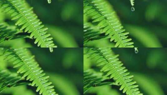 森林蕨类植物在雨中滴水高清在线视频素材下载