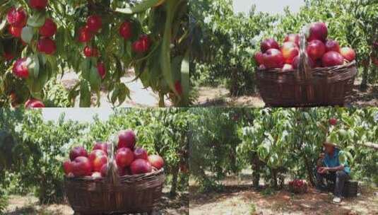 桃子种植高清在线视频素材下载