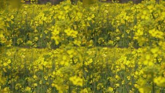 油菜花 蜜蜂采蜜 唯美油菜花高清在线视频素材下载