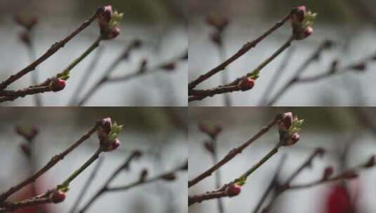花苞花骨朵含苞待放春天萌芽高清在线视频素材下载