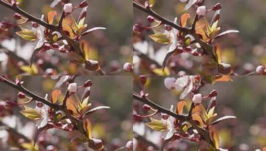 腊梅梅花樱花鲜花高清在线视频素材下载