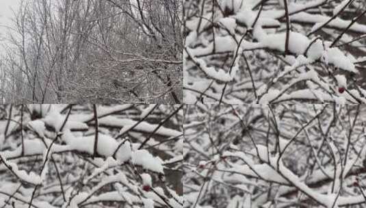 【镜头合集】树枝上的积雪雪松落雪高清在线视频素材下载