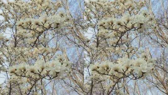 济南百花公园春天赏玉兰花、桃花高清在线视频素材下载