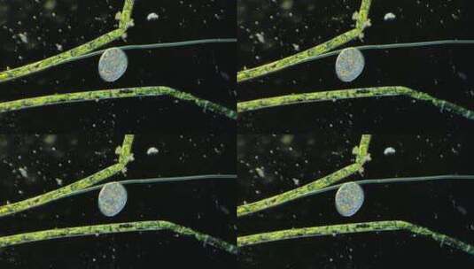 微生物原生生物光学显微镜实拍3高清在线视频素材下载