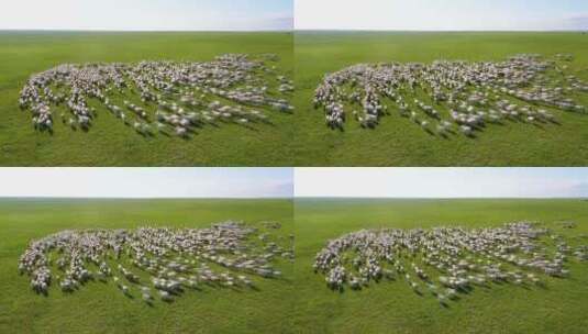 航拍呼伦贝尔草原羊群-072高清在线视频素材下载