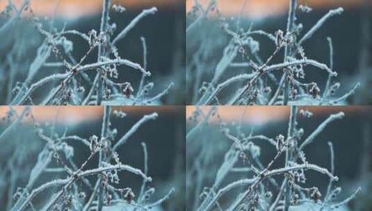 冬季清晨 植物挂霜冰霜高清在线视频素材下载