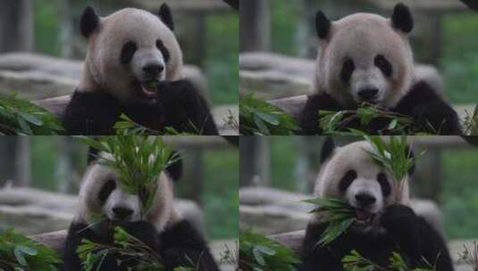 拿着竹子吃的大熊猫高清在线视频素材下载