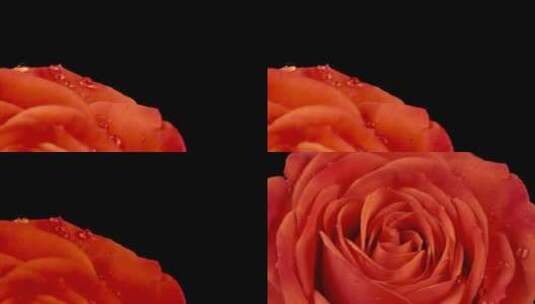玫瑰鲜花升格慢动作微距创意高清在线视频素材下载