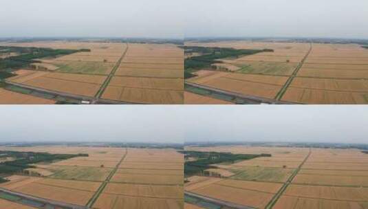 航拍俯拍芒种成熟麦田小麦高清在线视频素材下载