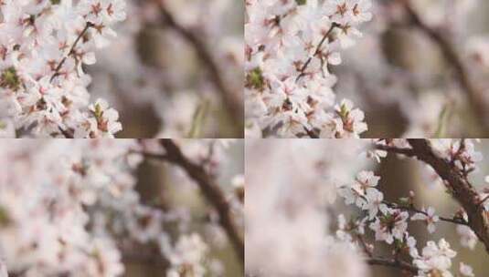 春花HD常规视频高清在线视频素材下载