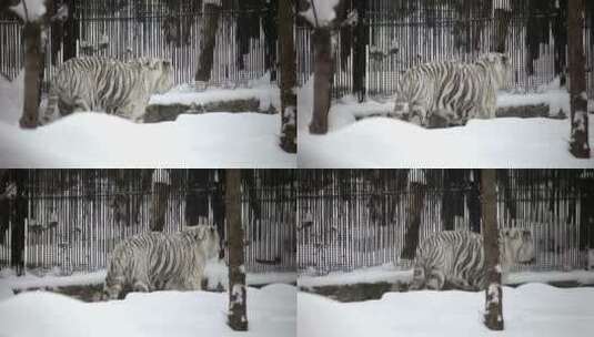 雪地里行走的白虎高清在线视频素材下载