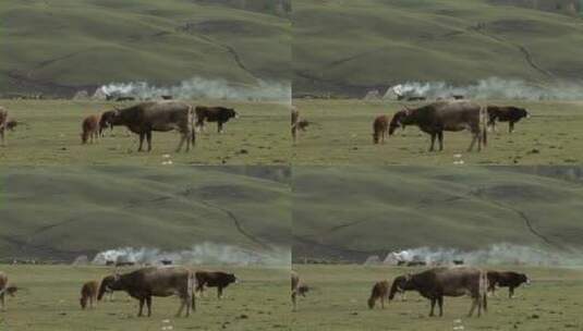 中国新疆牧场里的牛群高清在线视频素材下载