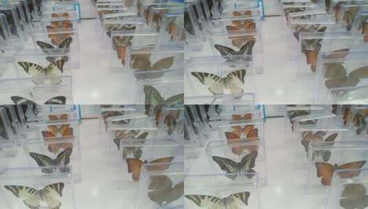 彩色蝴蝶标本高清在线视频素材下载