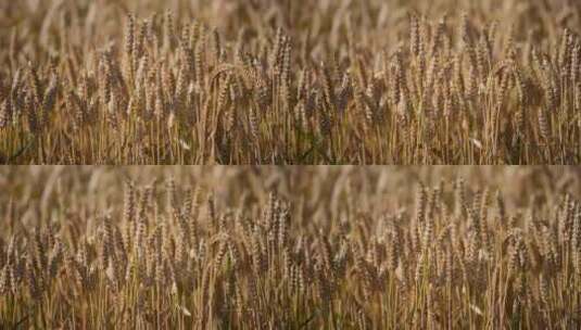 微风下丰收的小麦高清在线视频素材下载