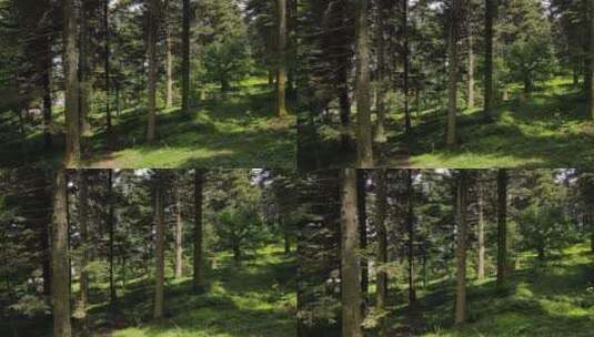 美丽的森林高清在线视频素材下载