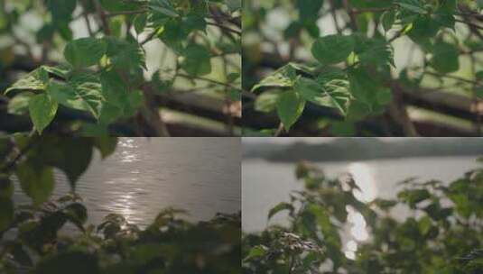夕阳绿植和湖中光影高清在线视频素材下载