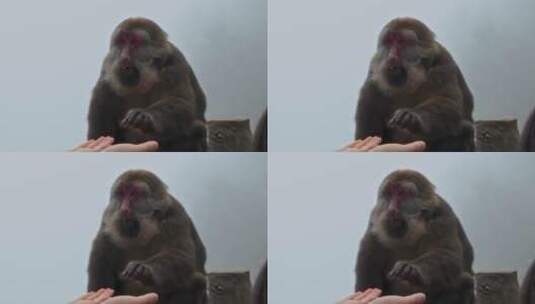 四川峨眉山猴子动物高清在线视频素材下载