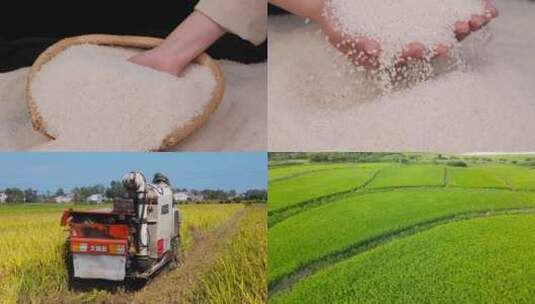 水稻丰收素材高清在线视频素材下载