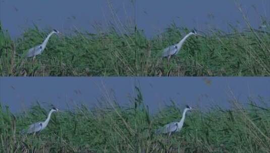 宁夏沙湖 芦苇丛中的鹭鸟 大风 侧面 中景高清在线视频素材下载