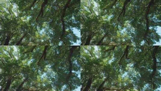夏天阳光仰拍树林树技高清在线视频素材下载