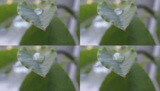 水滴落在绿叶上高清在线视频素材下载