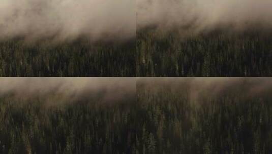 航拍云雾森林高清在线视频素材下载