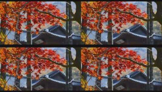微距特写大自然秋天金色黄色红色美丽的树叶高清在线视频素材下载