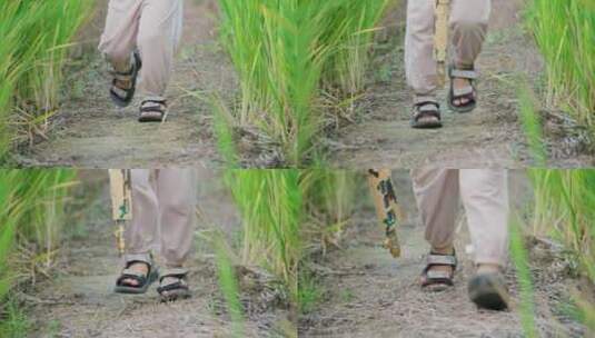 儿童在水稻田-奔跑脚步特写高清在线视频素材下载