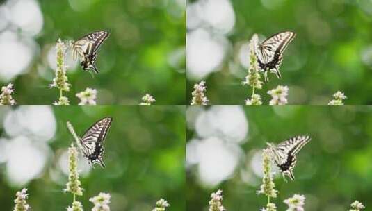 蝴蝶在藿香花上飞舞采蜜慢镜头高清在线视频素材下载