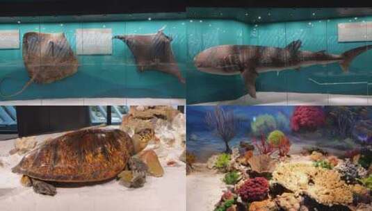 宁海海洋生物博物馆高清在线视频素材下载