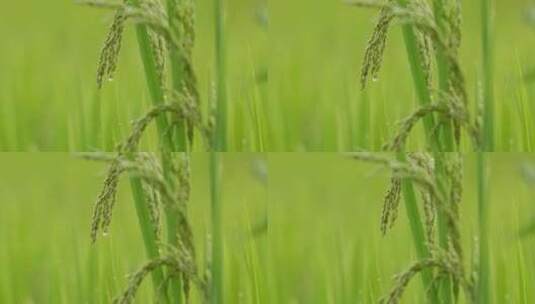稻穗上的露水高清在线视频素材下载