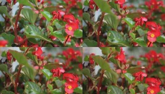 红色的海棠花高清在线视频素材下载