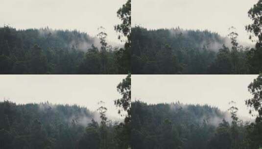 夏季清晨森林云雾升腾影视级视觉高清在线视频素材下载