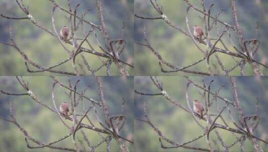 小鸟在枯树枝上眺望远方高清在线视频素材下载