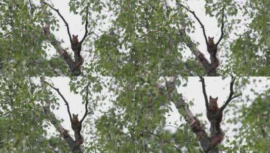 森林树枝上的可爱松鼠高清在线视频素材下载