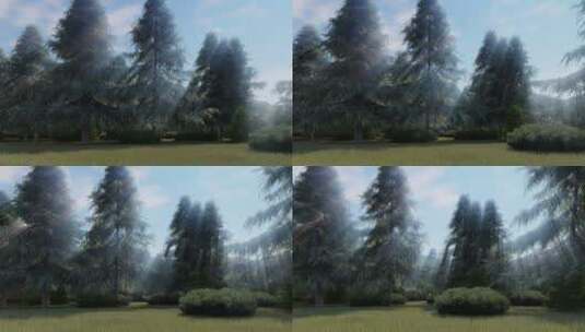 松树林 单镜头高清在线视频素材下载