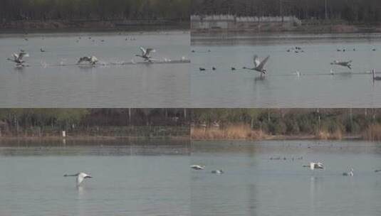 湖泊湿地白天鹅水面起飞翱翔4高清在线视频素材下载