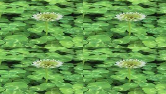 白车轴草空镜头花卉绿色植物高清在线视频素材下载