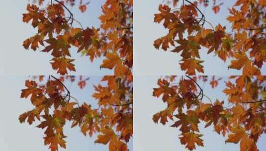 深秋秋天红枫叶风景高清在线视频素材下载