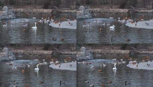 一群水鸟白天鹅鸳鸯鸭子在水面游动高清在线视频素材下载