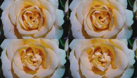 室内静物香槟色玫瑰花开延时摄影高清在线视频素材下载